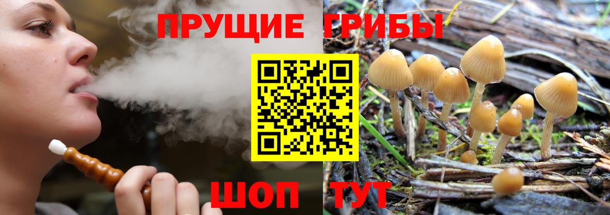 Галлюциногенные грибы мицелий Сосновый Бор
